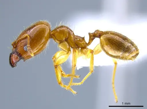 Pheidole subarmata specimen CASENT0633439 image casent0633439_3