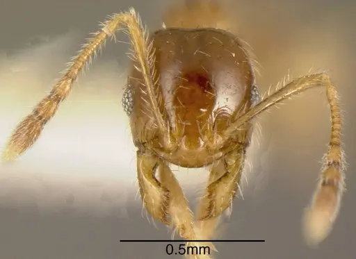 Pheidole subarmata specimen CASENT0635533 image casent0635533_1