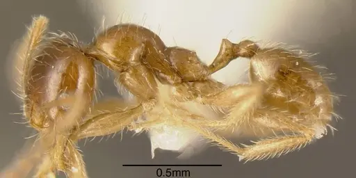 Pheidole subarmata specimen CASENT0635533 image casent0635533_2