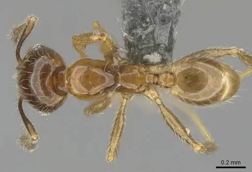 Pheidole subarmata specimen CASENT0768602 image casent0768602_1