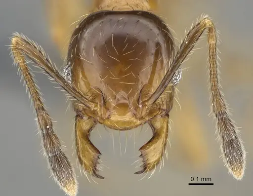 Pheidole subarmata specimen CASENT0768602 image casent0768602_2