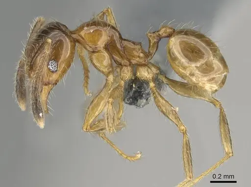 Pheidole subarmata specimen CASENT0768602 image casent0768602_3