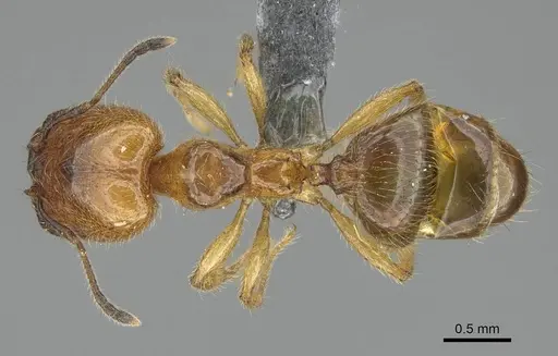 Pheidole subarmata specimen CASENT0768605 image casent0768605_1