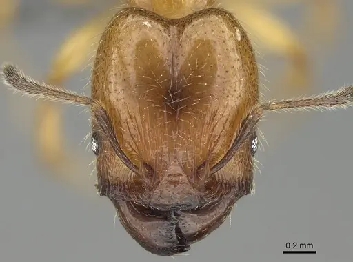 Pheidole subarmata specimen CASENT0768605 image casent0768605_2