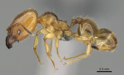 Pheidole subarmata specimen CASENT0768605 image casent0768605_3