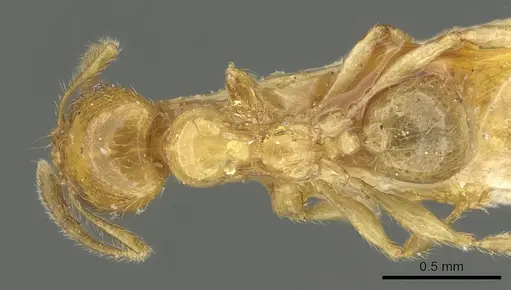 Pheidole subarmata specimen CASENT0901601 image casent0901601_1