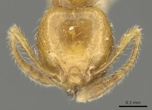 Pheidole subarmata specimen CASENT0901601 image casent0901601_2