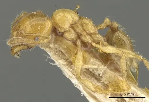 Pheidole subarmata specimen CASENT0901601 image casent0901601_3