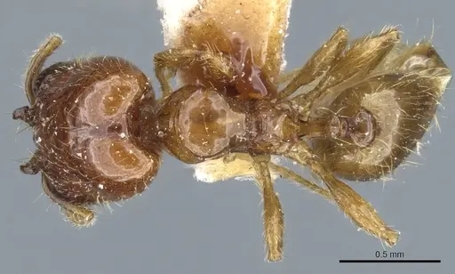 Pheidole subarmata specimen CASENT0904376 image casent0904376_1