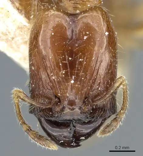 Pheidole subarmata specimen CASENT0904376 image casent0904376_2
