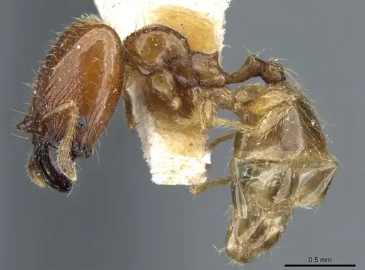 Pheidole subarmata specimen CASENT0904376 image casent0904376_3