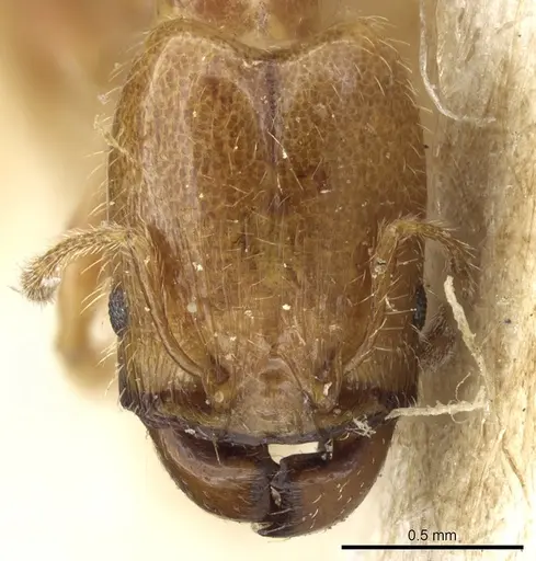 Pheidole subarmata specimen CASENT0904377 image casent0904377_1