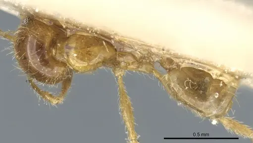 Pheidole subarmata specimen CASENT0904378 image casent0904378_1