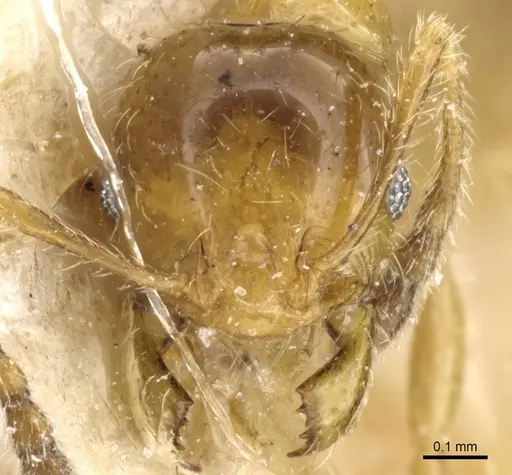 Pheidole subarmata specimen CASENT0904378 image casent0904378_2