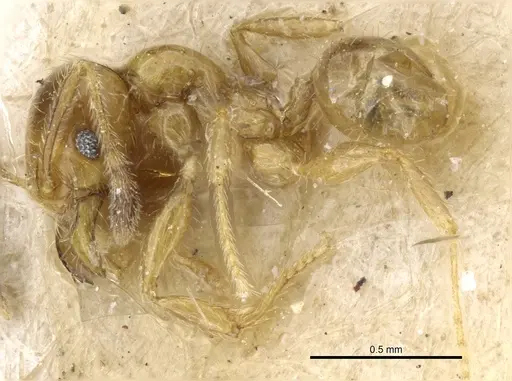Pheidole subarmata specimen CASENT0904378 image casent0904378_3