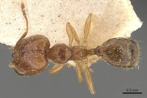 Pheidole subarmata specimen CASENT0908238 image casent0908238_1