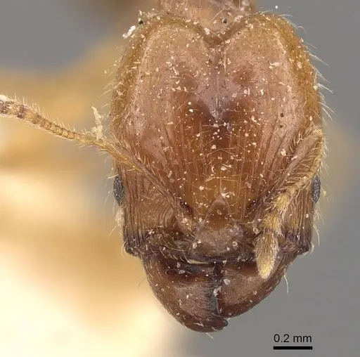 Pheidole subarmata specimen CASENT0908238 image casent0908238_2