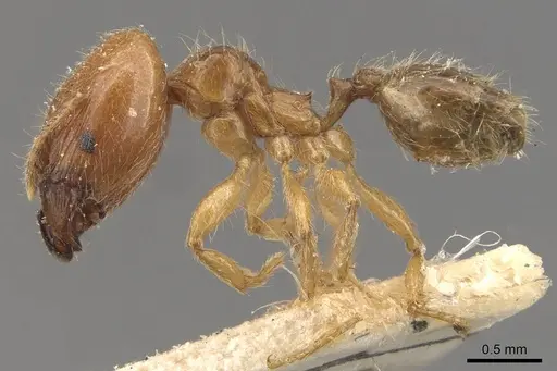 Pheidole subarmata specimen CASENT0908238 image casent0908238_3