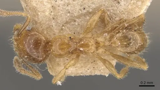 Pheidole subarmata specimen CASENT0908239 image casent0908239_1