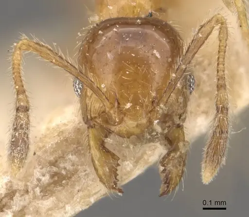 Pheidole subarmata specimen CASENT0908239 image casent0908239_2