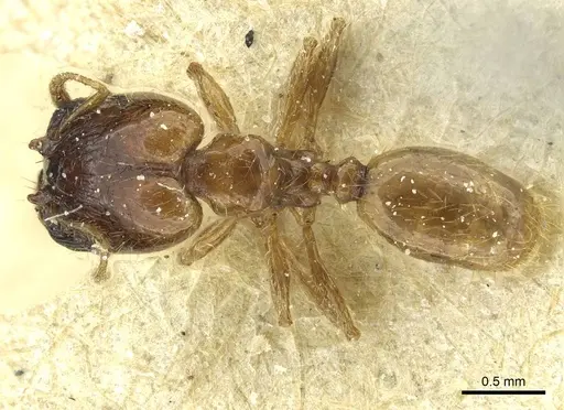 Pheidole subarmata specimen CASENT0913454 image casent0913454_1
