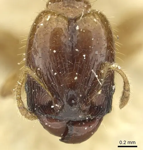 Pheidole subarmata specimen CASENT0913454 image casent0913454_2