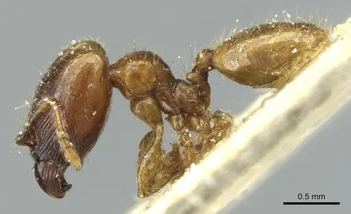 Pheidole subarmata specimen CASENT0913454 image casent0913454_3