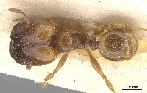 Pheidole subarmata specimen CASENT0913455 image casent0913455_1