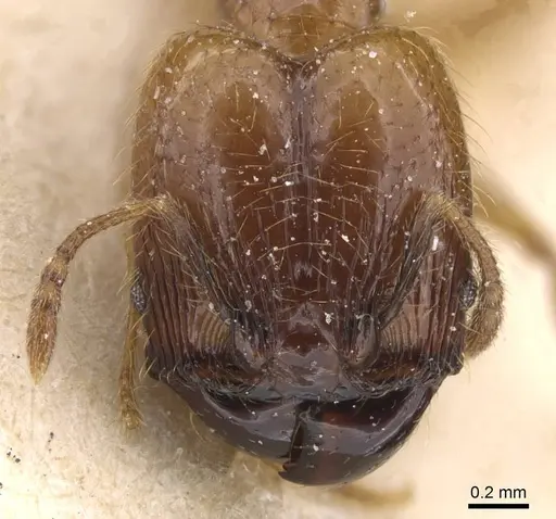 Pheidole subarmata specimen CASENT0913455 image casent0913455_2