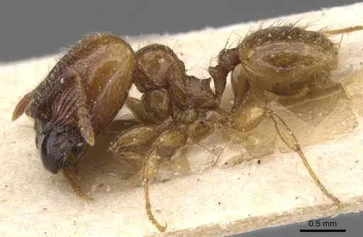 Pheidole subarmata specimen CASENT0913455 image casent0913455_3