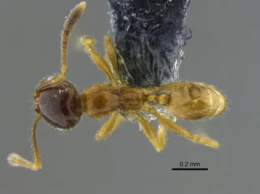 Pheidole subarmata specimen CBUMAGENT42039 image cbumagent42039_1
