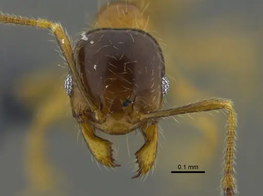 Pheidole subarmata specimen CBUMAGENT42039 image cbumagent42039_2
