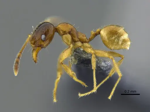 Pheidole subarmata specimen CBUMAGENT42039 image cbumagent42039_3