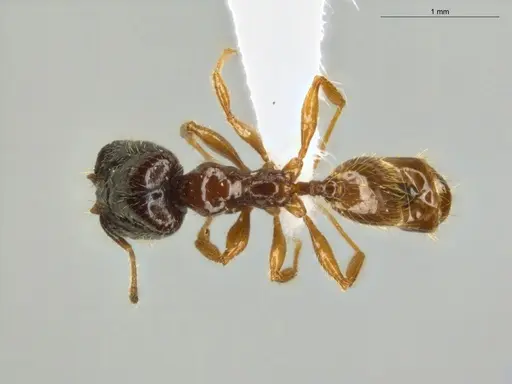Pheidole subarmata specimen ECOFOG-IT14-0112-75-S image ecofog-it14-0112-75-s_1