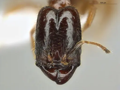 Pheidole subarmata specimen ECOFOG-IT14-0112-75-S image ecofog-it14-0112-75-s_2