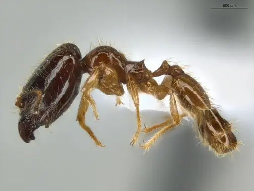 Pheidole subarmata specimen ECOFOG-IT14-0112-75-S image ecofog-it14-0112-75-s_3
