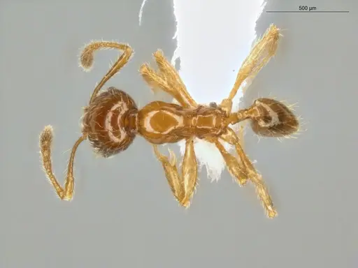 Pheidole subarmata specimen ECOFOG-IT14-0112-75 image ecofog-it14-0112-75_1