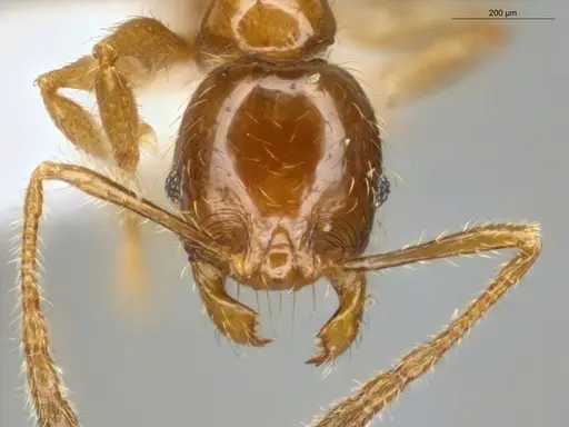 Pheidole subarmata specimen ECOFOG-IT14-0112-75 image ecofog-it14-0112-75_2