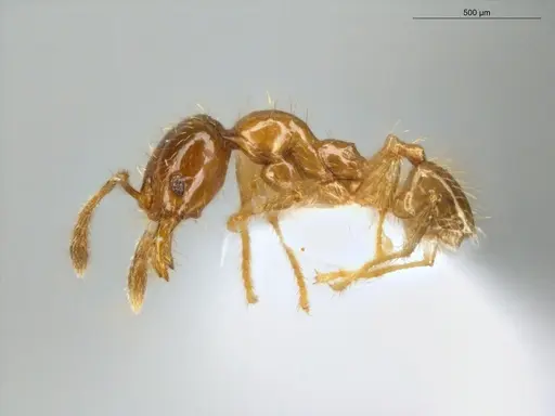 Pheidole subarmata specimen ECOFOG-IT14-0112-75 image ecofog-it14-0112-75_3