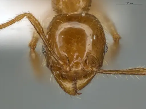 Pheidole subarmata specimen ECOFOG-IT14-0441-13 image ecofog-it14-0441-13_2