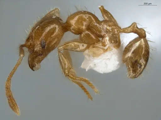 Pheidole subarmata specimen ECOFOG-IT14-0441-13 image ecofog-it14-0441-13_3