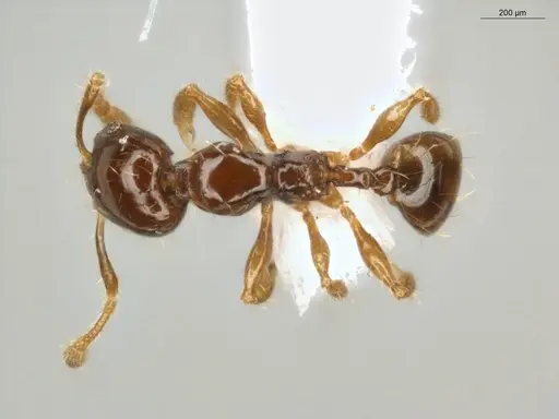 Pheidole subarmata specimen ECOFOG-MI15-0485-26 image ecofog-mi15-0485-26_1