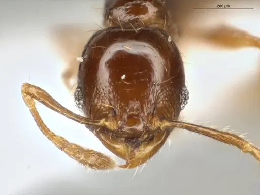 Pheidole subarmata specimen ECOFOG-MI15-0485-26 image ecofog-mi15-0485-26_2