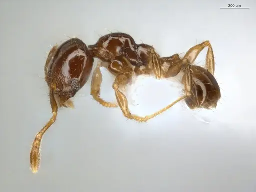 Pheidole subarmata specimen ECOFOG-MI15-0485-26 image ecofog-mi15-0485-26_3