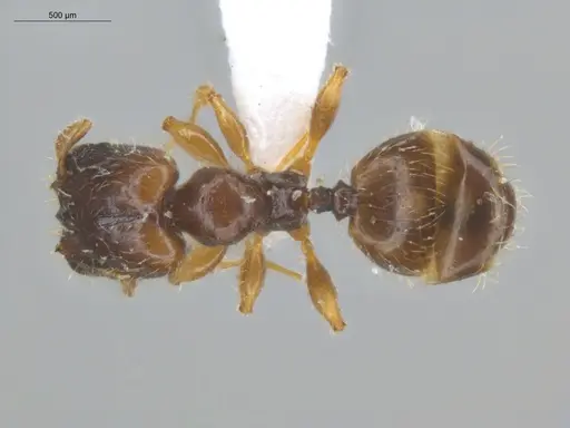 Pheidole subarmata specimen ECOFOG-SL13-0001-53-S image ecofog-sl13-0001-53-s_1