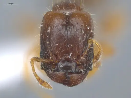 Pheidole subarmata specimen ECOFOG-SL13-0001-53-S image ecofog-sl13-0001-53-s_2