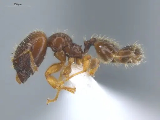 Pheidole subarmata specimen ECOFOG-SL13-0001-53-S image ecofog-sl13-0001-53-s_3