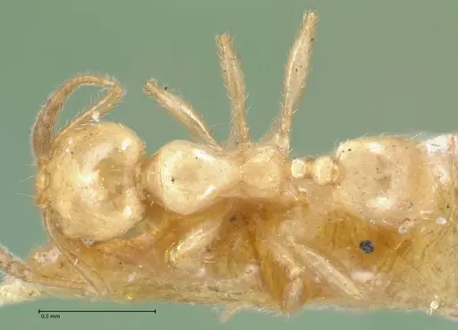 Pheidole subarmata specimen FOCOL1556 image focol1556_1