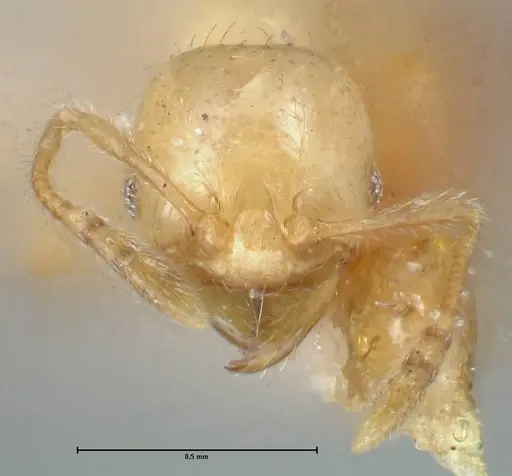 Pheidole subarmata specimen FOCOL1556 image focol1556_2