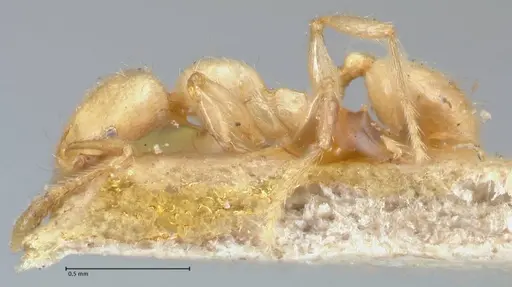 Pheidole subarmata specimen FOCOL1556 image focol1556_3